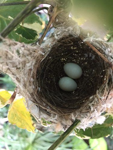 陽台鳥屎風水|野鳥庭前築巢 預示居家風水好兆頭 